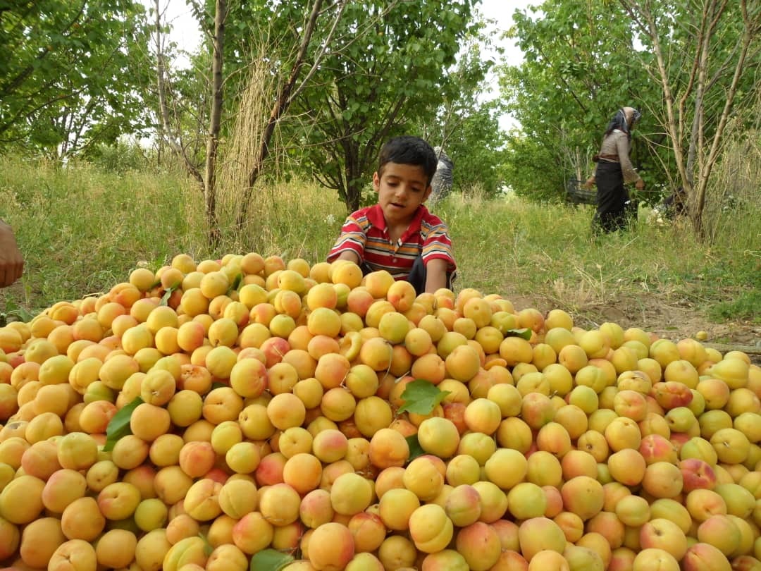 بیش از ۴هزارتن زردالو از باغ های نهاوند برداشت می شود بیش از ۴هزارتن زردالو از باغ های نهاوند برداشت می شود