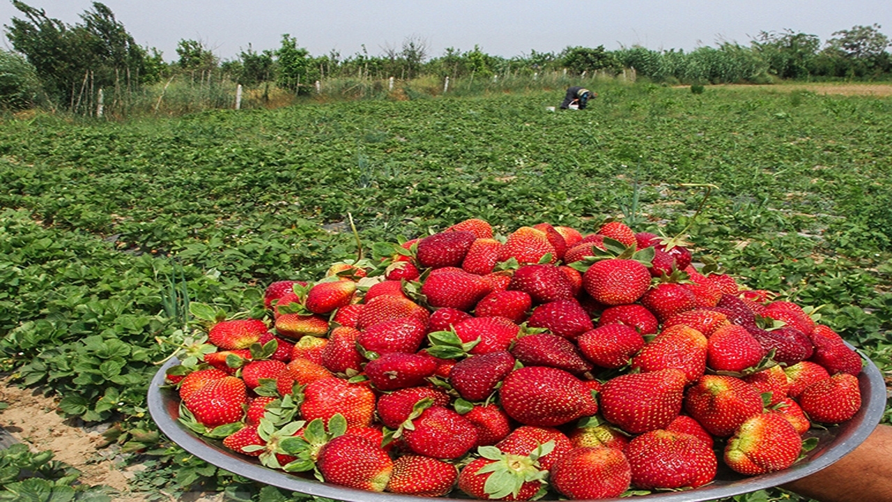 روستای گردشگری شیان میزبان سومین جشنواره توت‌فرنگی
