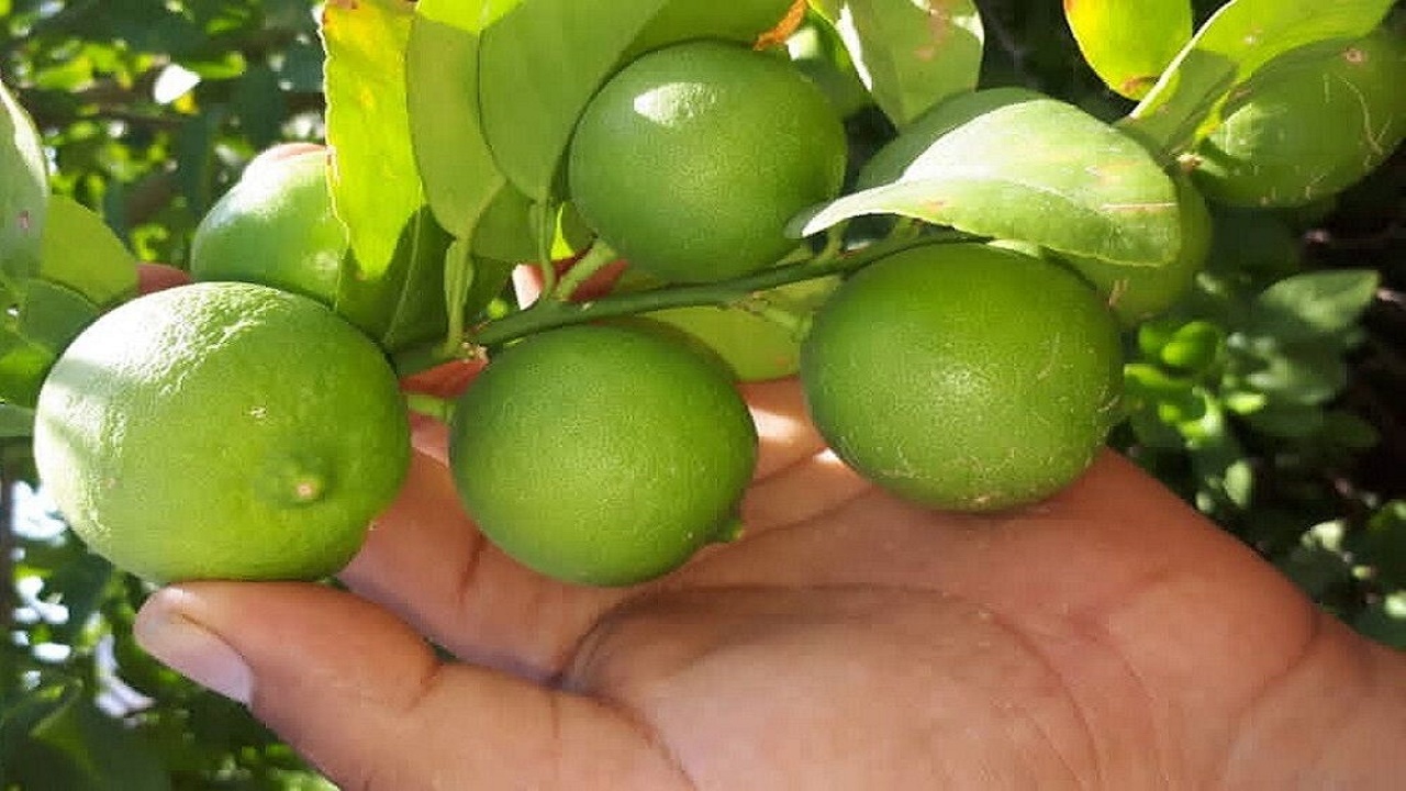 برداشت لیمو ترش از سطح باغات سیستان و بلوچستان آغاز شد