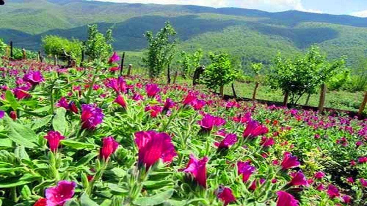 صادرات گل گاوزبان مازندران به پاکستان