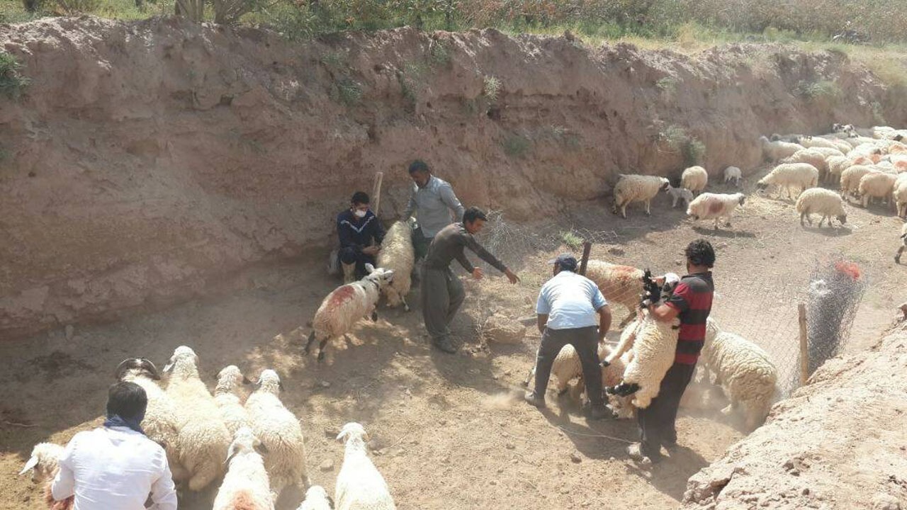 آغاز واکسیناسیون تب برفکی در زرند