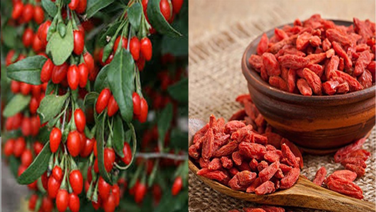 گوجه بری در جمع گیاهان دارویی شیراز
