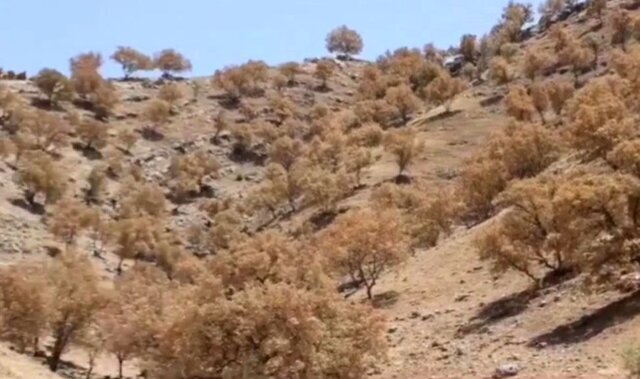 درختان بلوط در حال خشک شدن درختان بلوط در حال خشک شدن