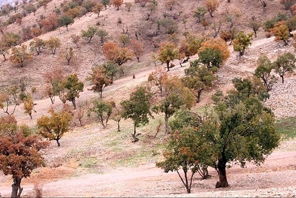 جنگلهای بلوط چهارمحال و بختیاری آفت زده جنگلهای بلوط چهارمحال و بختیاری آفت زده