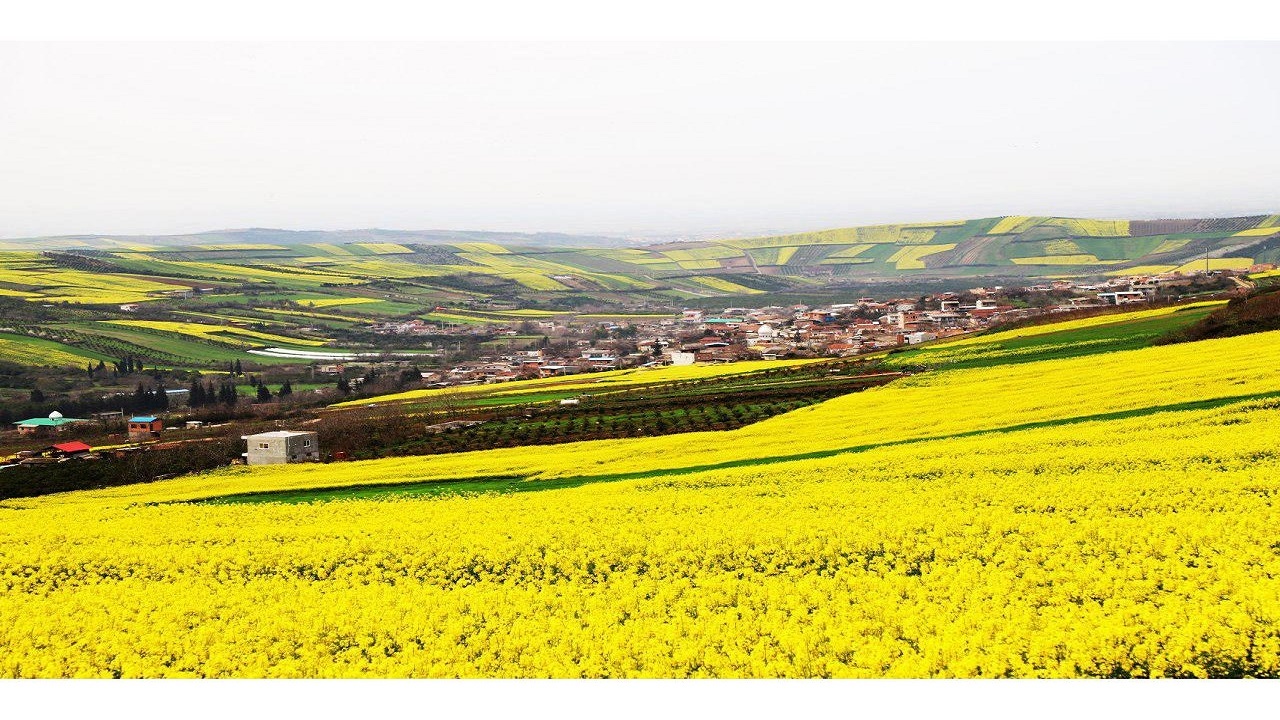 خرید بیش از ۱۶۰۰ تن کلزا از کشاورزان ساروی