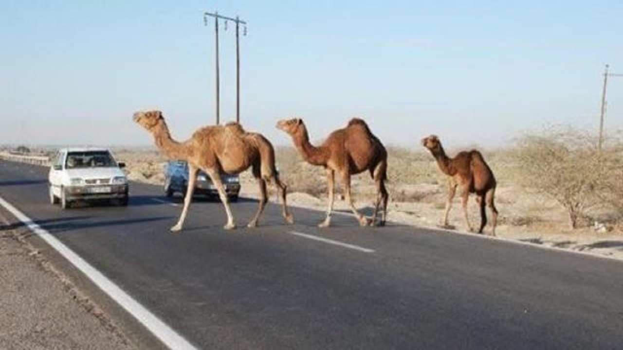 شتر‌های سرگردان بلای جان رانندگان و مزارع