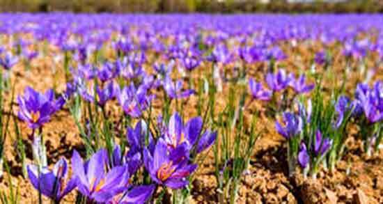 صادرات طلای سرخ گرفتار چالش های قانونی