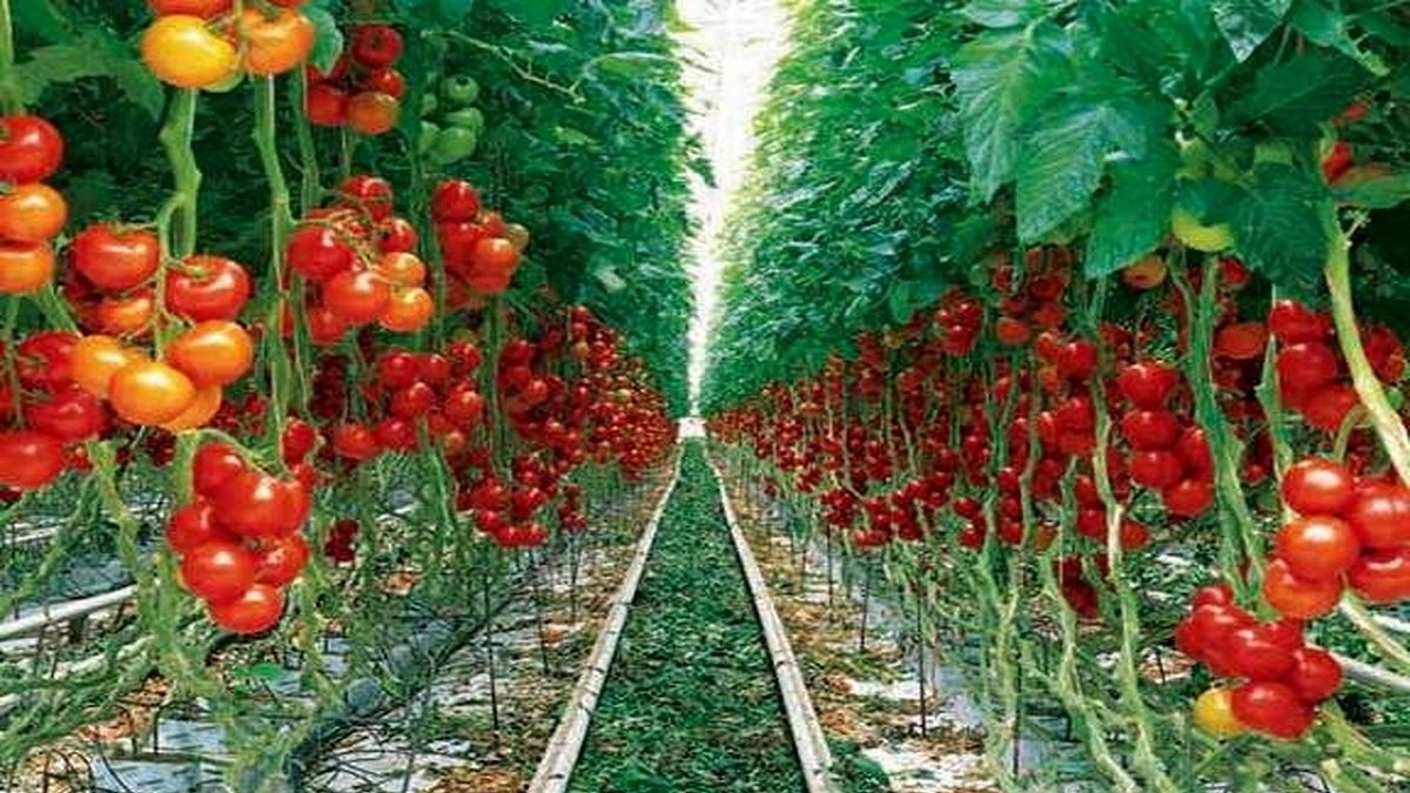 اصفهان پیشتاز در تولید محصولات گلخانه‌ای