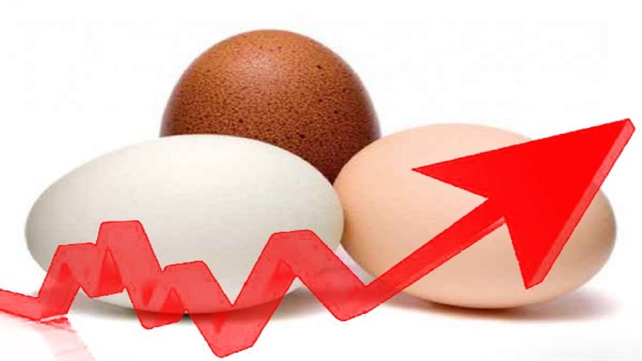 تکذیب افزایش قیمت تخم مرغ