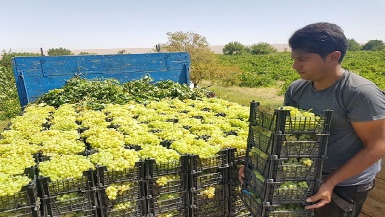 یاقوت سبز خودنمایی می‌کند