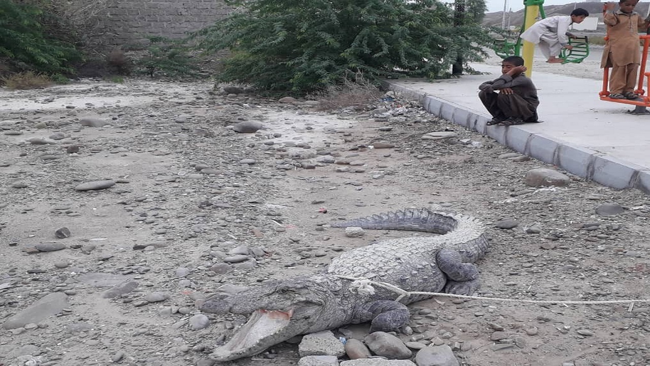 گاندو سرگردان در روستای ریکوکش دشتیاری زنده گیری شد
