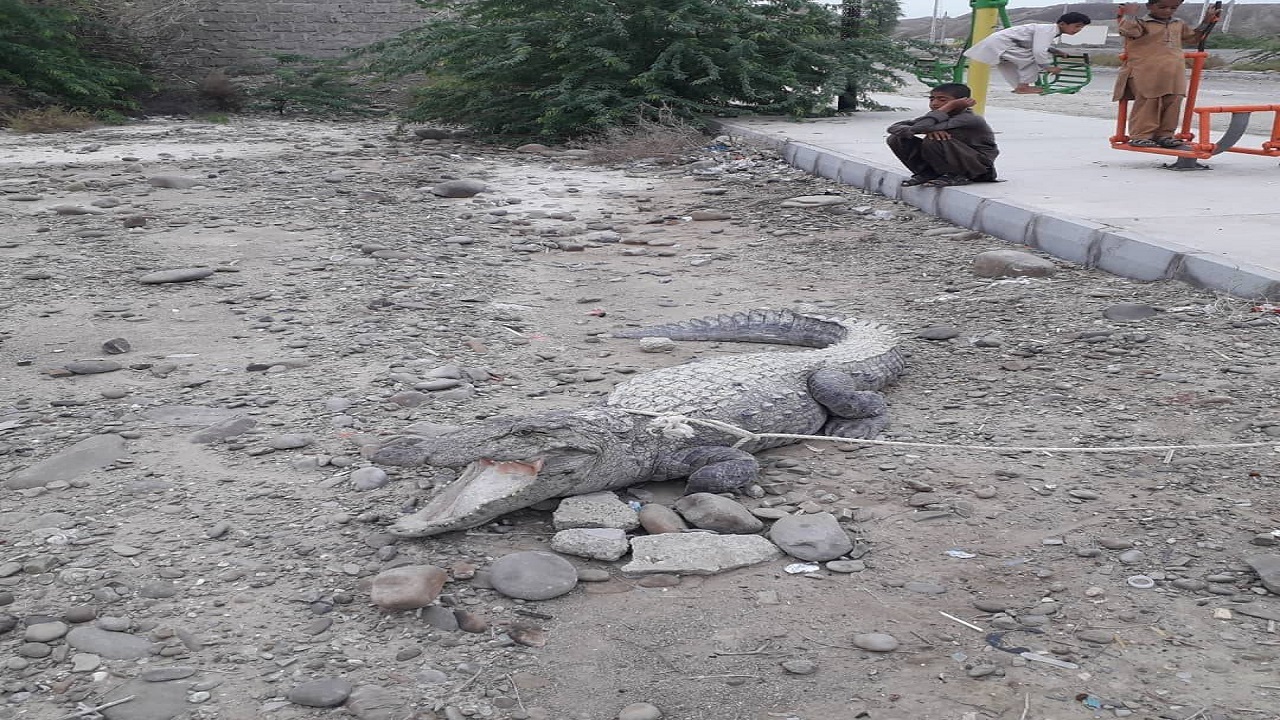زنده گیری یک سر گاندو در روستای ریکوکش