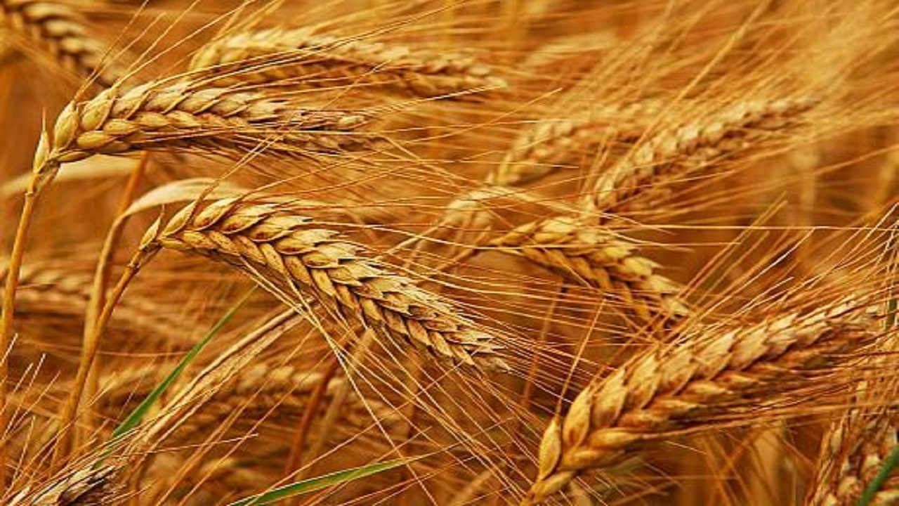 تا کنون ۳۸ هزار تن گندم از کشاورزان اصفهانی خریداری شده است
