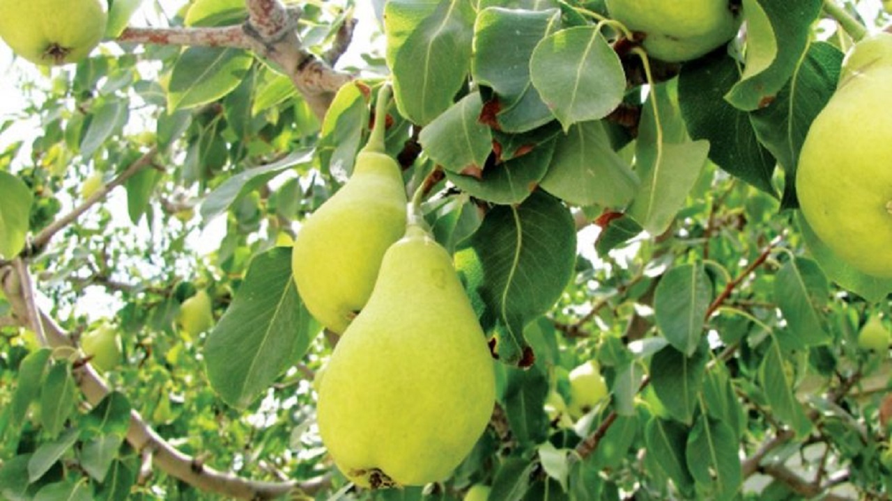 برداشت گلابی از باغات شهرستان البرز