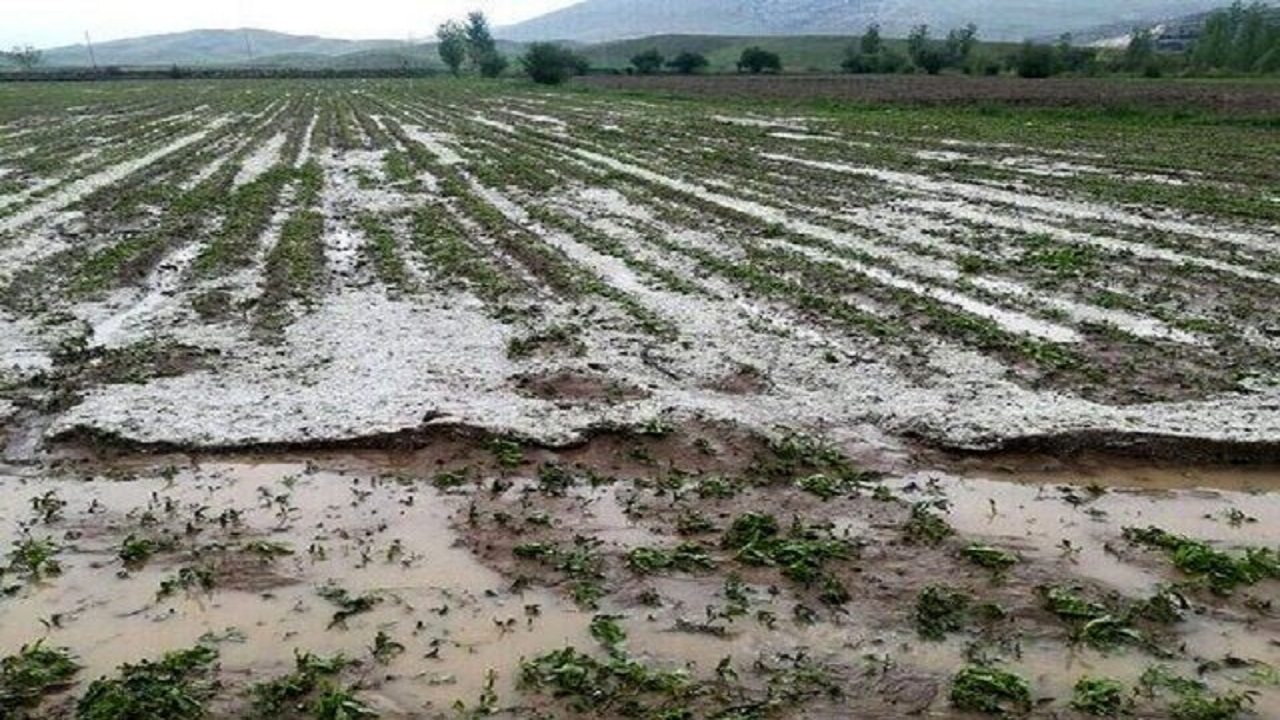 خسارت بیش از ۳۰۰ میلیاردی سیلاب‌های اخیر به حوزه کشاورزی خراسان رضوی