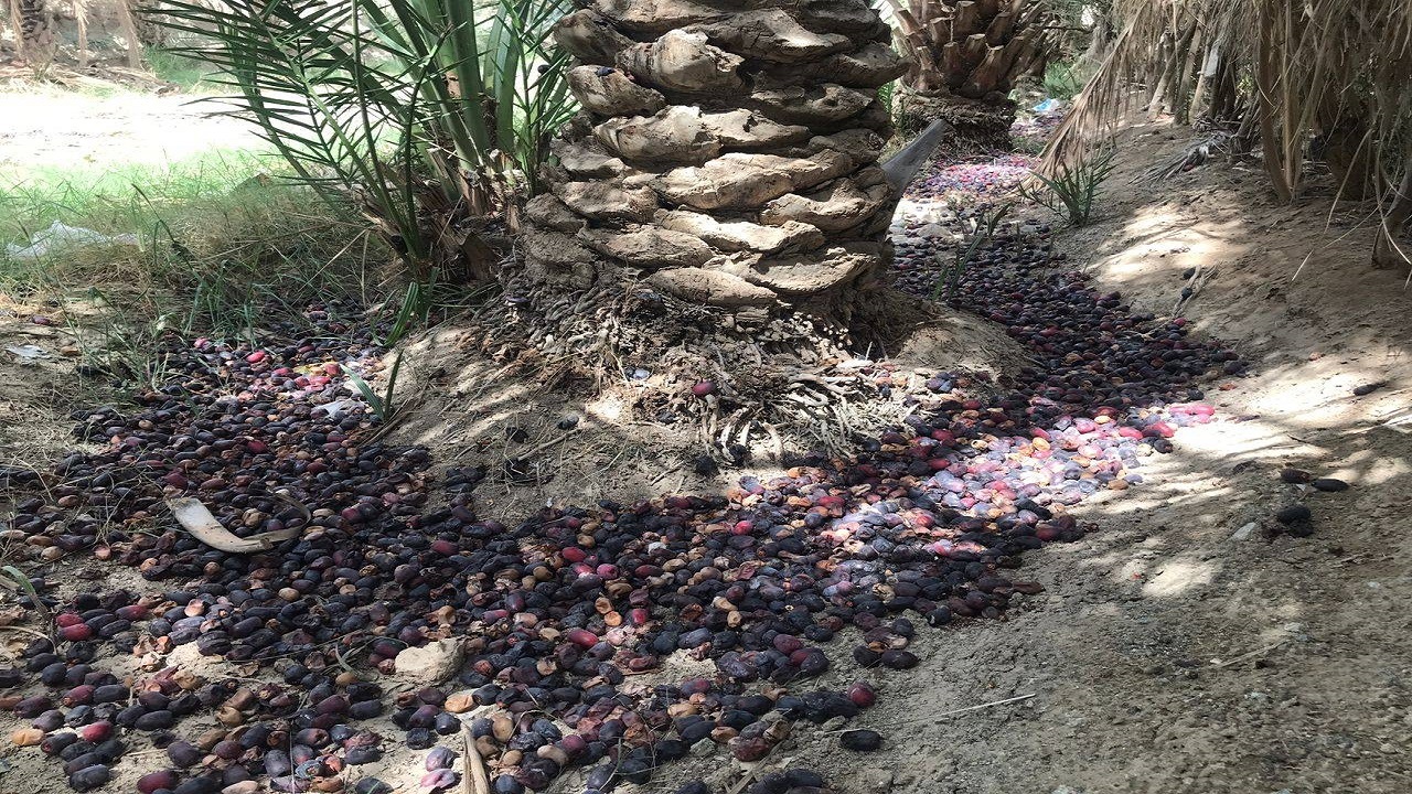 بارندگی مونسون به ١٨ هزار هکتار از باغات سیستان و بلوچستان خسارت زد