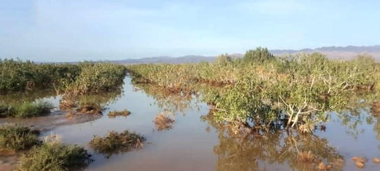 بحران سیل برای پسته کرمان
