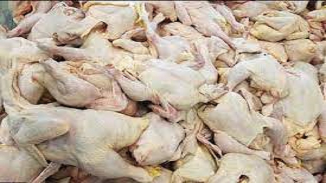 معدوم سازی بیش از ۱۲۰ کیلوگرم مرغ قطعه بندی شده در آبیک