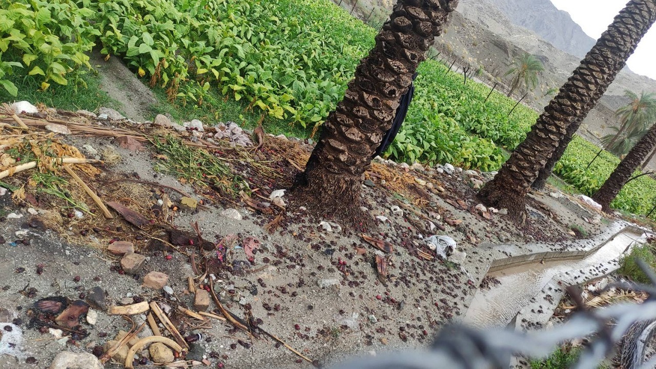 خسارت باران و باد به مزارع تنباکو و خرما در رمشک