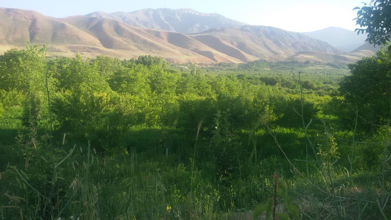 نابودی باغهای روستای برکت آباد زیر سایه کم آبی + تصاویر