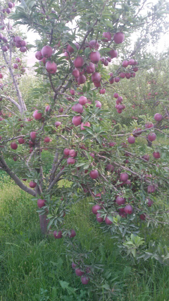 نابودی باغهای روستای برکت آباد زیر سایه کم آبی + تصاویر