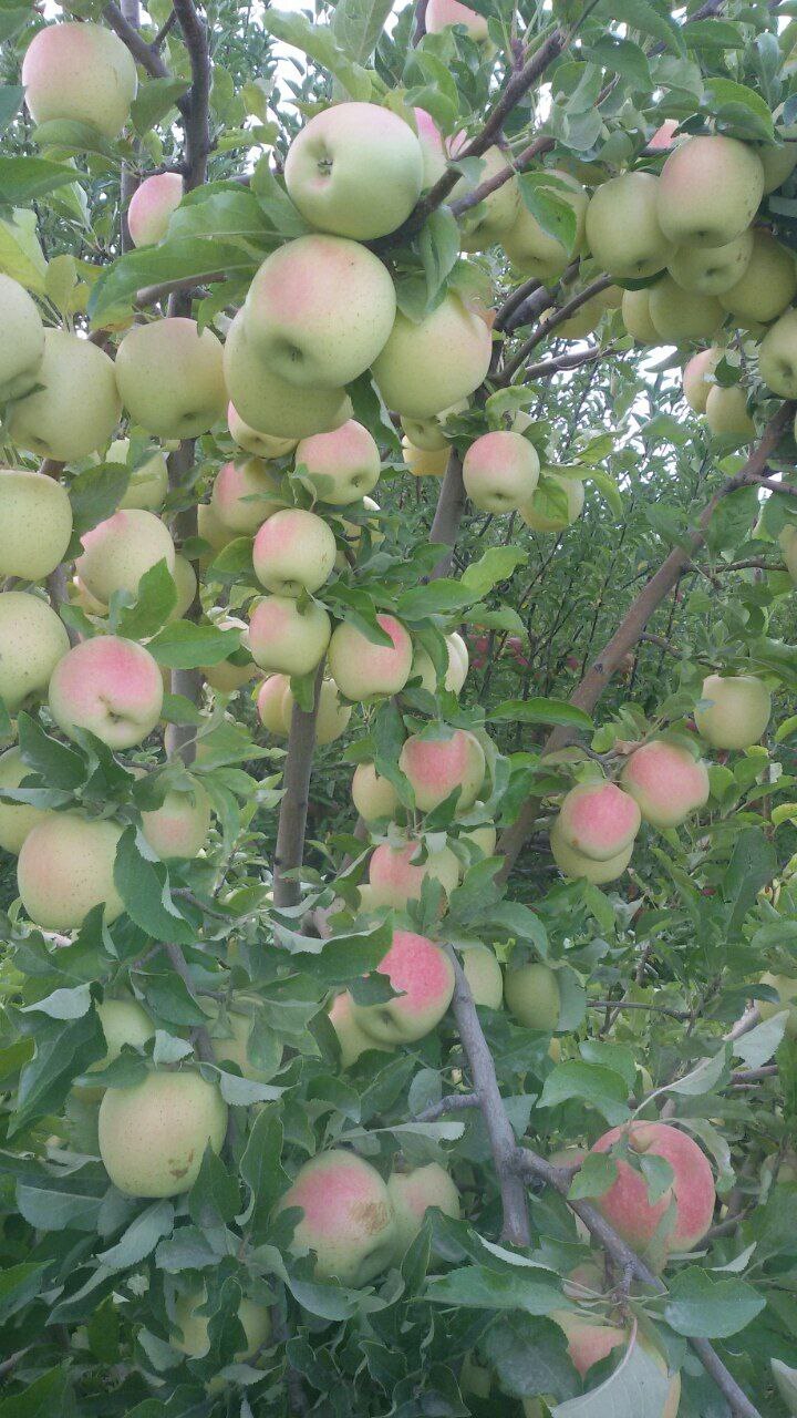نابودی باغهای روستای برکت آباد زیر سایه کم آبی + تصاویر