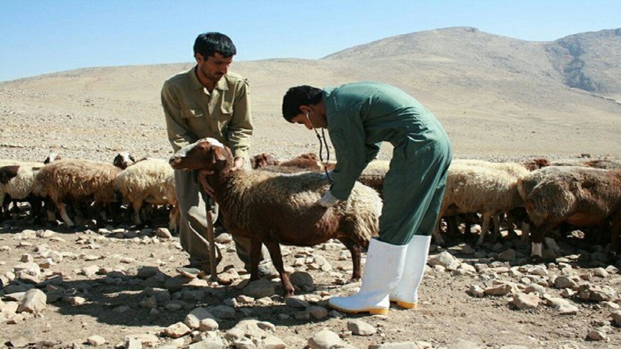 خشکسالی‌ها در تشدید بیماری‌های دامی در اردبیل نگران‌کننده است