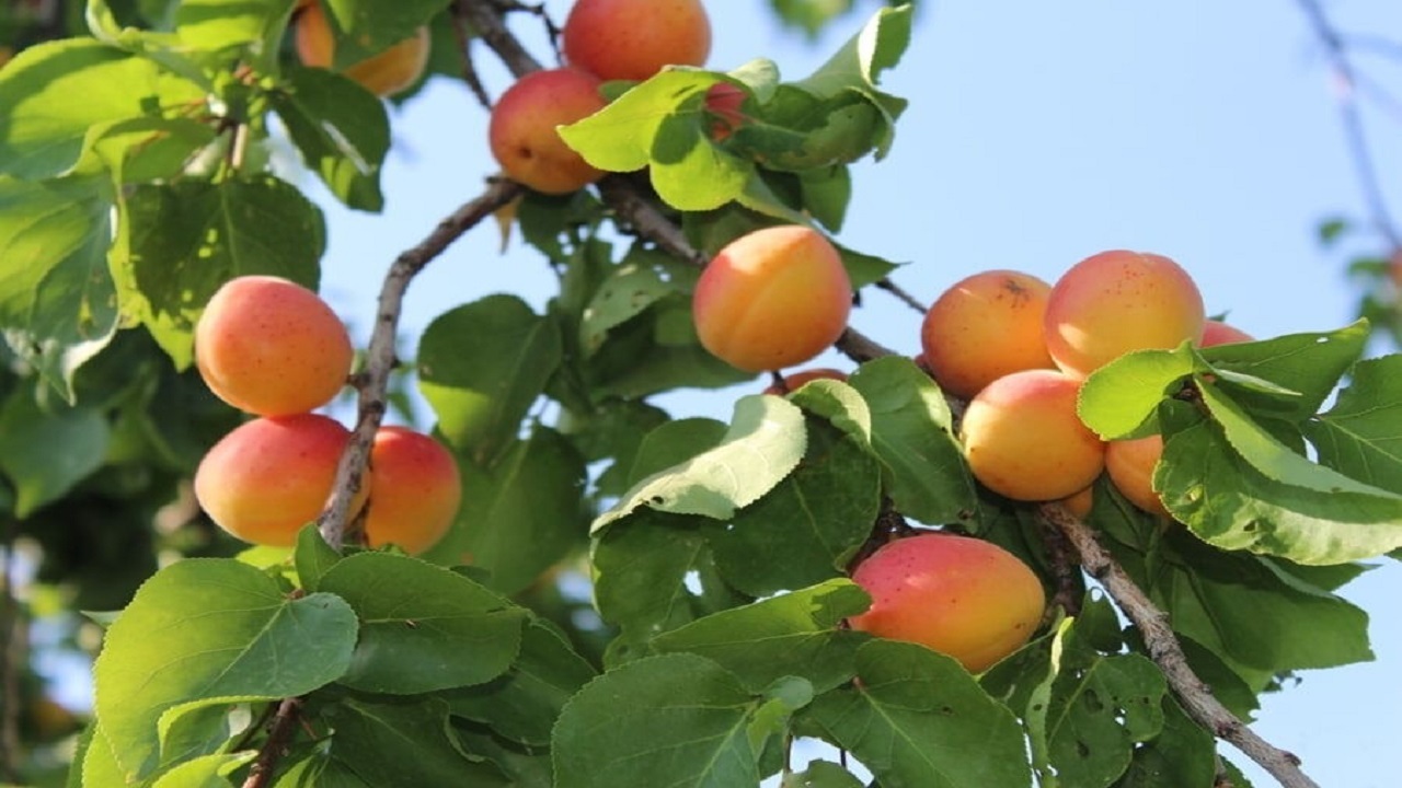 بیش از ۲۷ هزار تُن زرد آلو از باغات آذربایجان غربی برداشت می‌شود