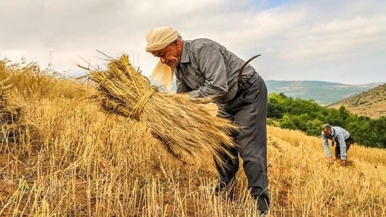 شیرین شدن کام گندمکاران با خرید تضمینی گندم