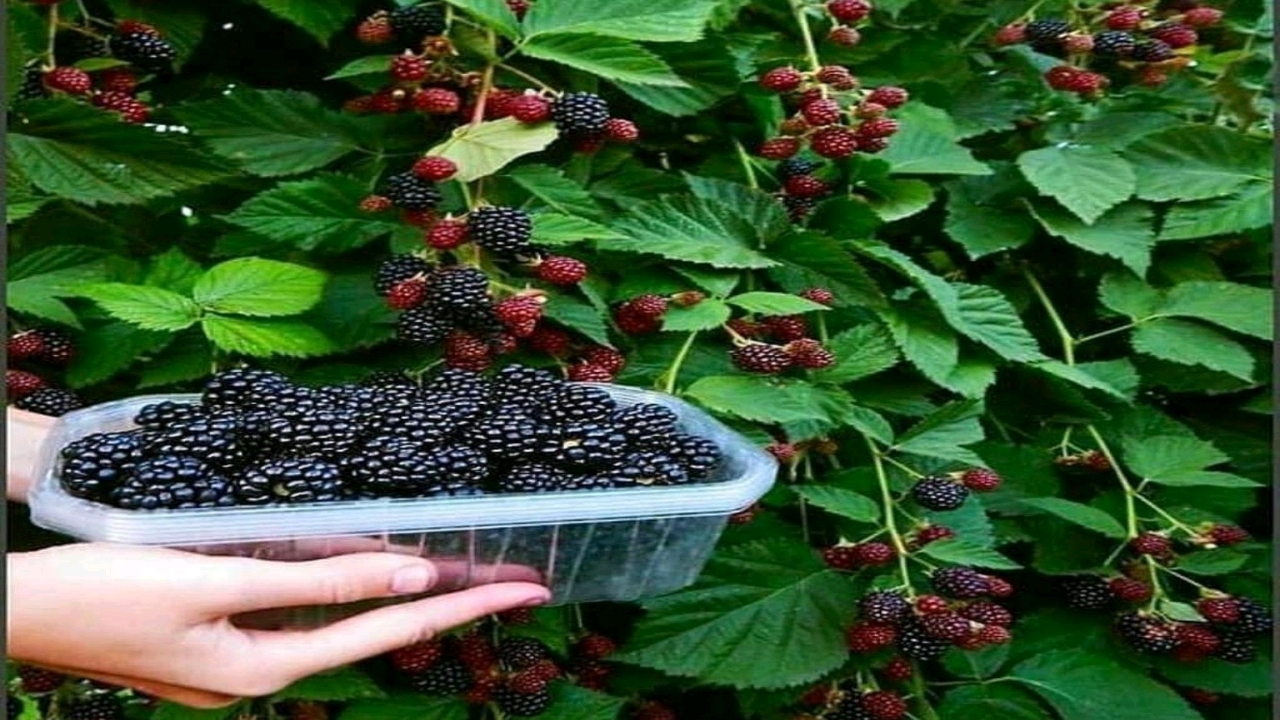 آغاز برداشت محصول در مزرعه تمشک بدون خار در گالیکش