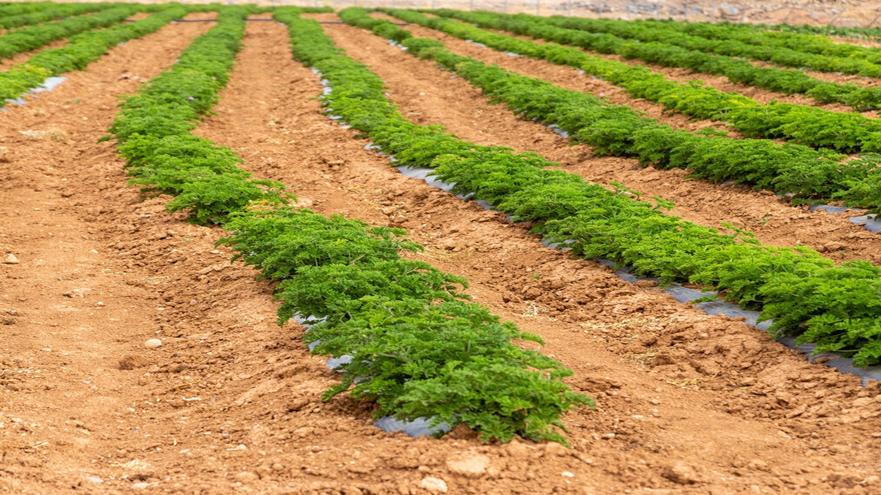۸۰۰ هکتار به سطح زیر کشت گیاهان دارویی در مراتع استان مرکزی افزوده شد