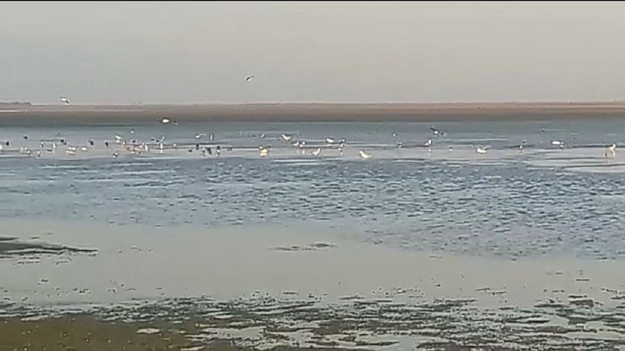 تصویری زیبا از حضور پرندگان در ساحل شرقی خلیج گرگان + فیلم