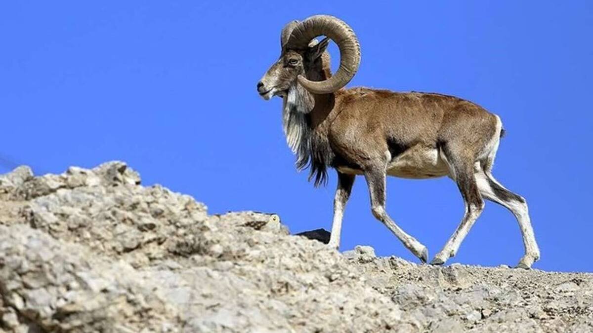 واکنش ماهی به آشغال ریختن در لانه‌اش + فیلم