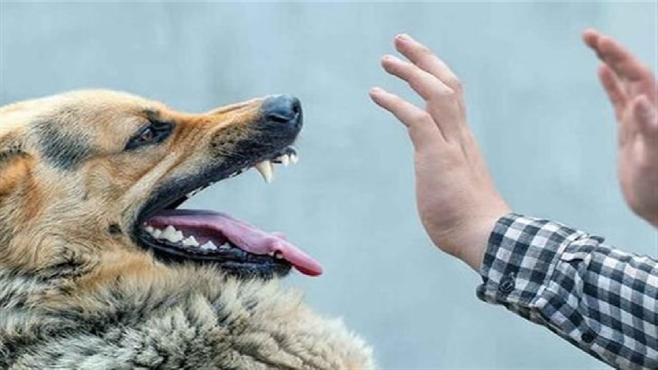 بی وفایی سگ نگهبان به مرگ صاحبش ختم شد