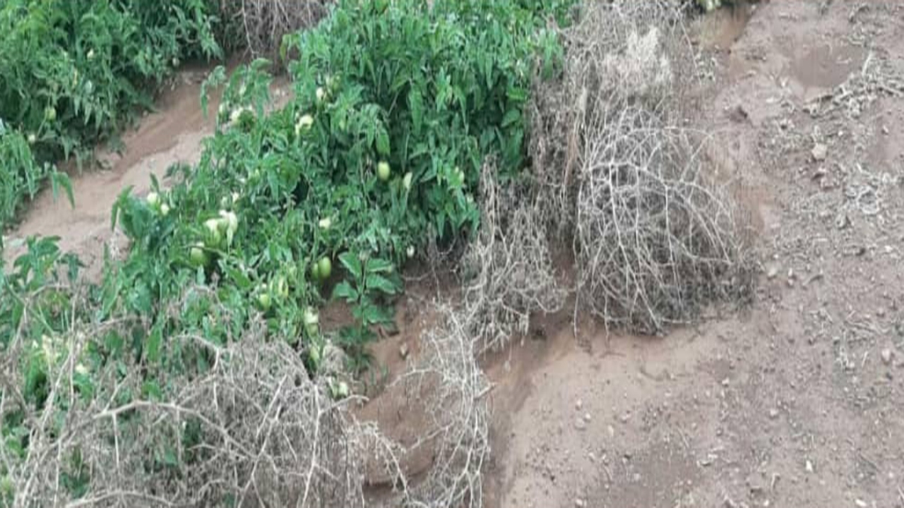 خسارت سیل اخیر به بخش کشاورزی آباده برآورد شد