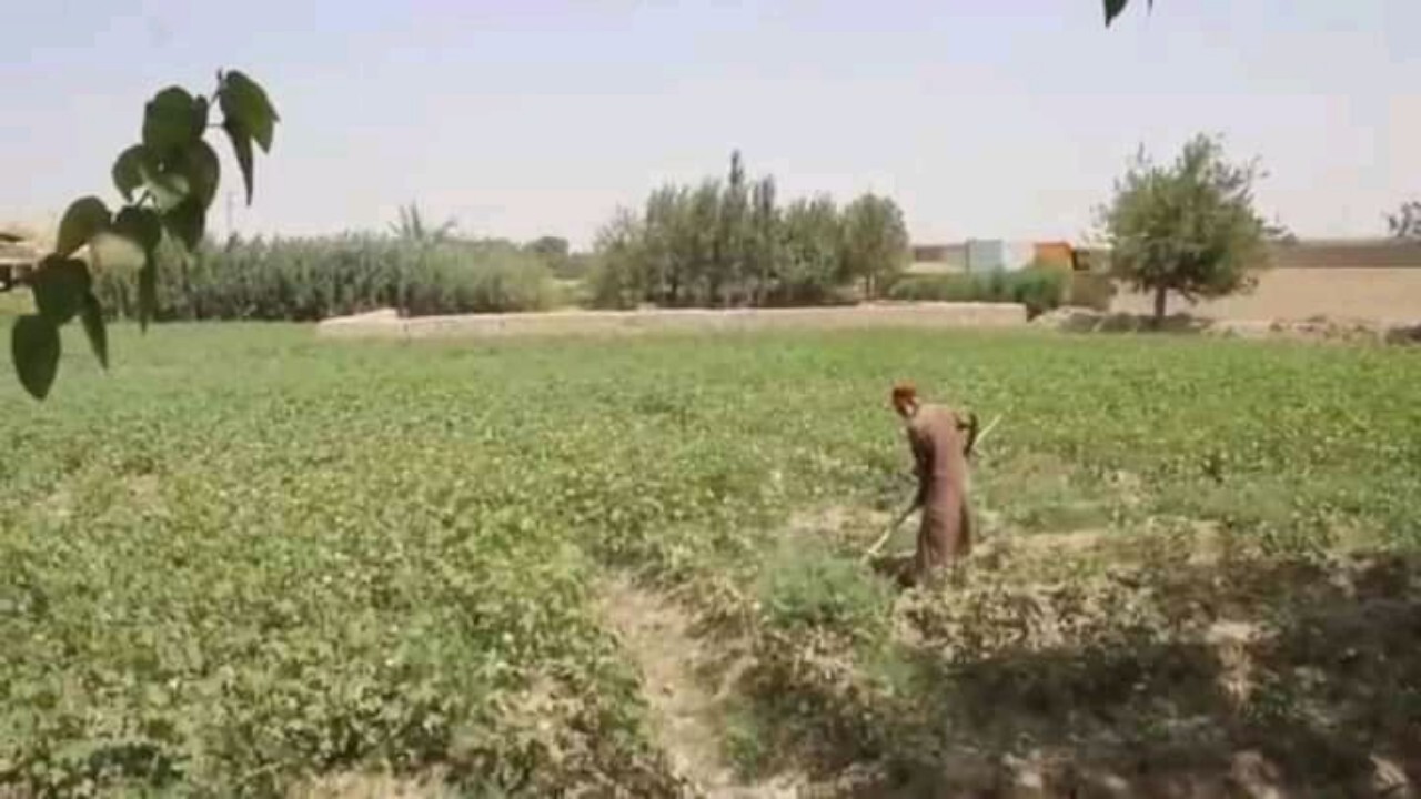 افزایش ۱۰ درصدی کاشت پنبه نسبت به سال گذشته در بلخ + تصاویر