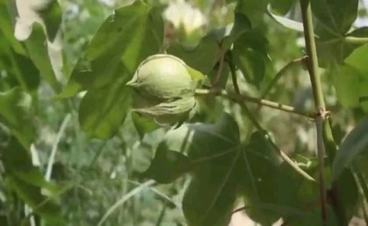 افزایش ۱۰ درصدی کاشت پنبه نسبت به سال گذشته در بلخ + تصاویر
