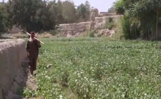 افزایش ۱۰ درصدی کاشت پنبه نسبت به سال گذشته در بلخ + تصاویر