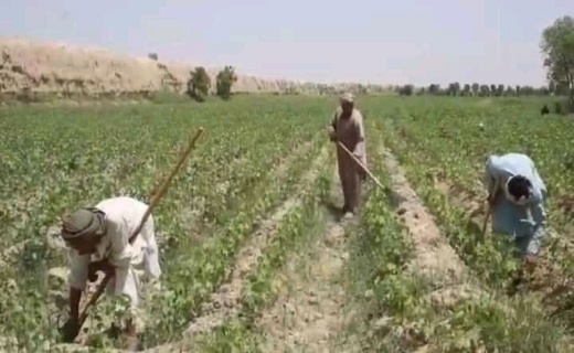 افزایش ۱۰ درصدی کاشت پنبه نسبت به سال گذشته در بلخ + تصاویر