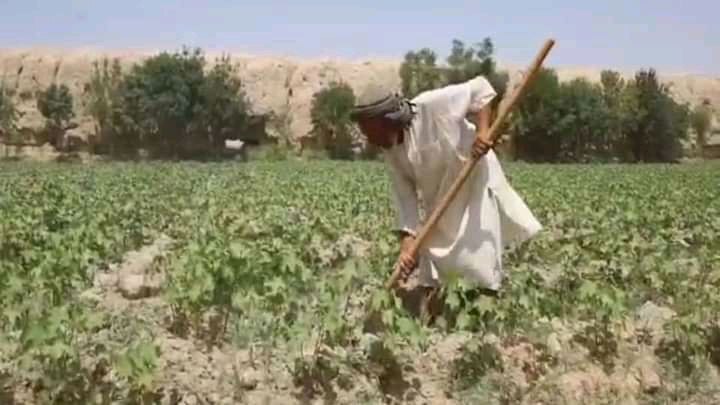 افزایش ۱۰ درصدی کاشت پنبه نسبت به سال گذشته در بلخ + تصاویر