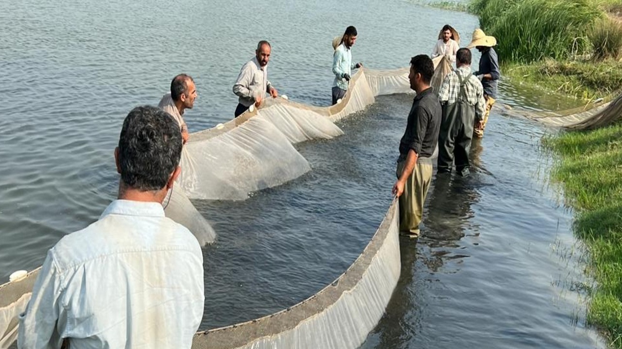 آغاز رهاسازی بچه ماهیان کپور دریایی در مازندران