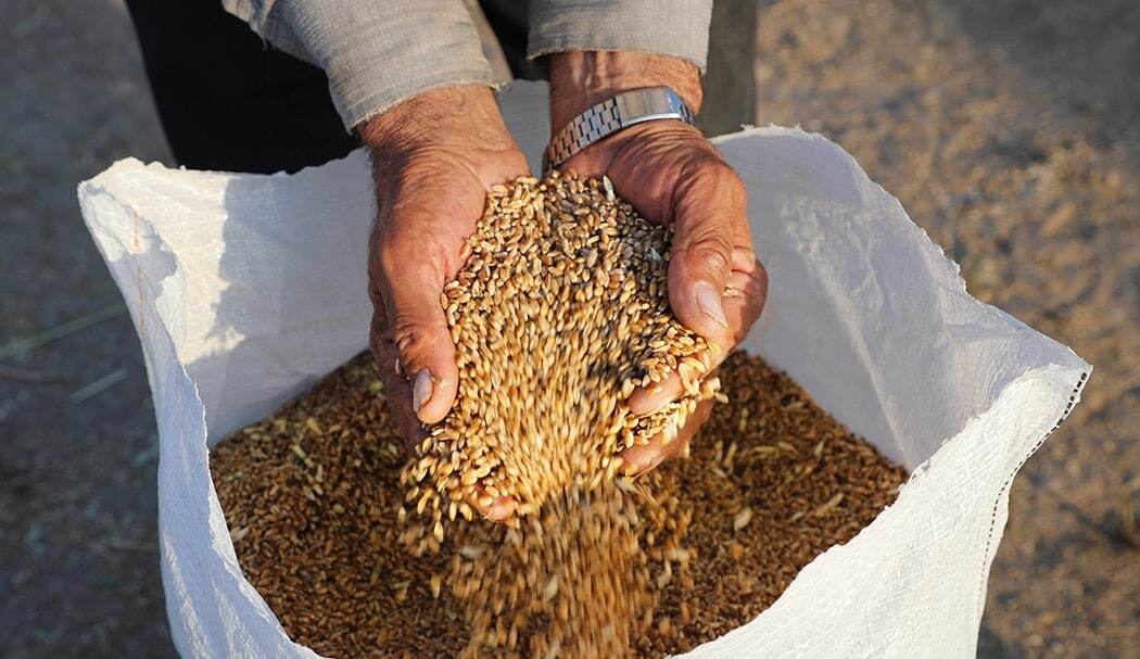 خرید بیش از ۱۷۴هزار تن گندم از کشاورزان استان اردبیل