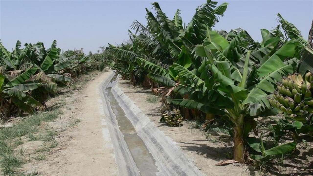 آغاز به کار خوشه کسب و کار میوه‌های گرمسیری در سیستان و بلوچستان