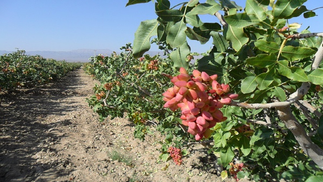 ۳۰۰ هکتار سطح زیر کشت باغات پسته در استان همدان