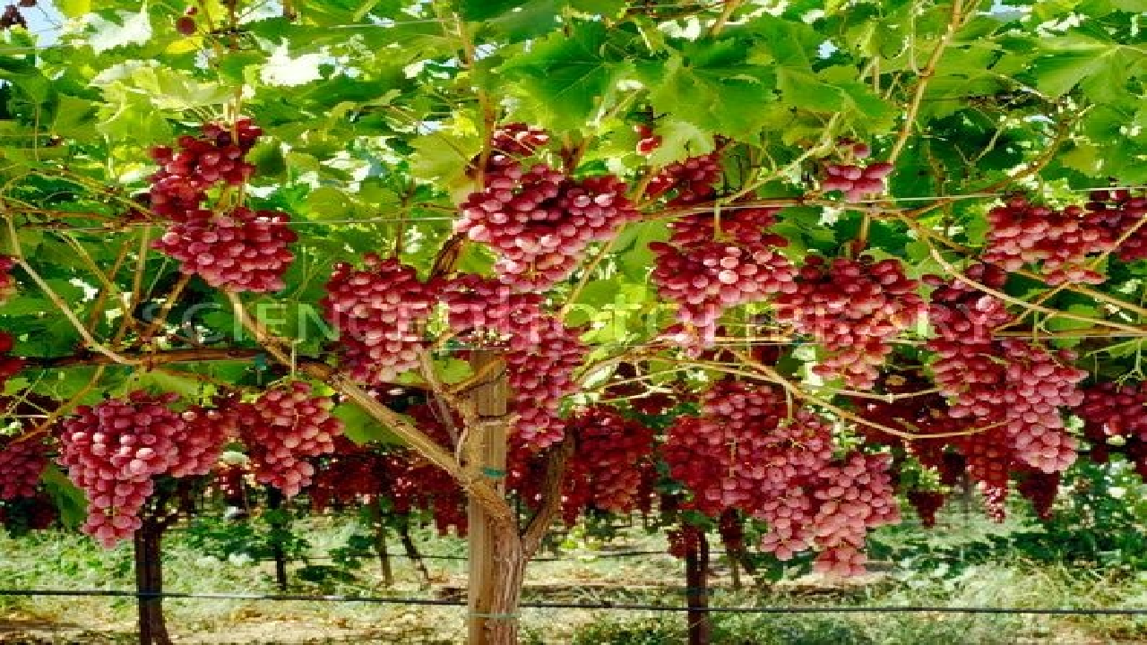 پیش‌بینی برداشت ۴۲۱ تن انگور از تاکستان‌های استان همدان