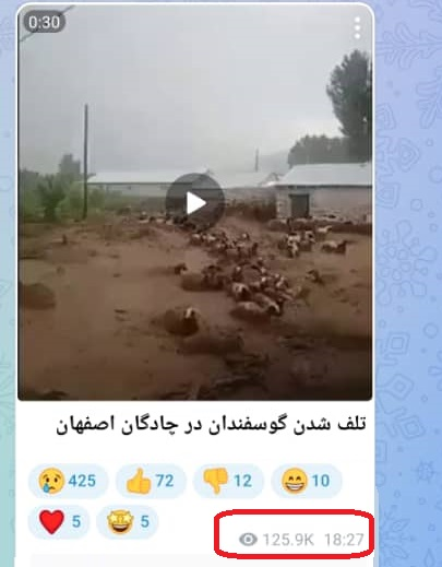 تلف شدن گوسفندان در سیل تلف شدن گوسفندان در سیل