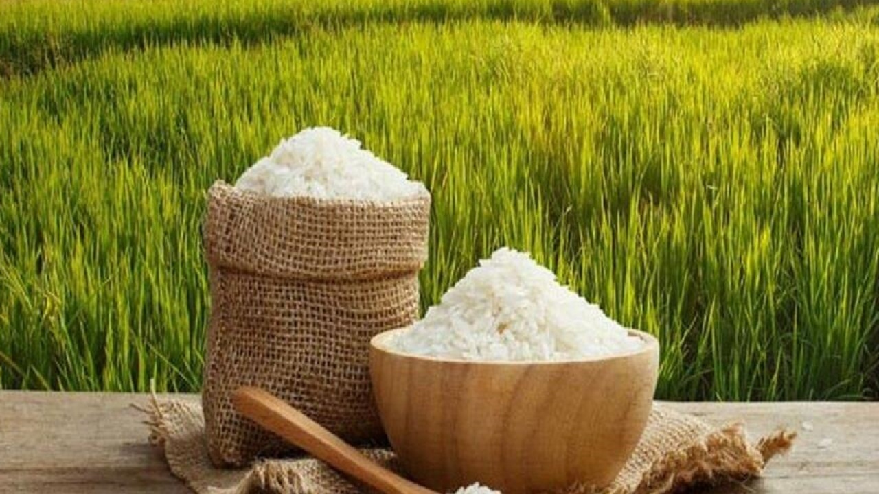 تولید ۲۳ هزار تن برنج سفید در شهرستان نور