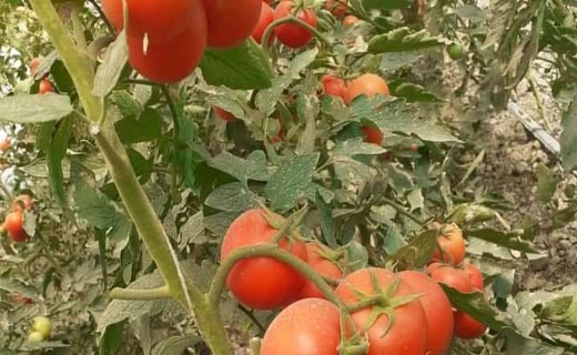 احداث ۱۵ باب گلخانه در ۳ ولسوالی ولایت بلخ + تصاویر
