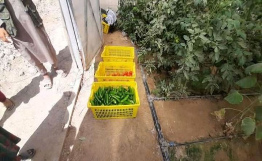 احداث ۱۵ باب گلخانه در ۳ ولسوالی ولایت بلخ + تصاویر