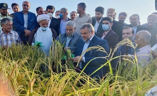 آغاز برداشت برنج در شالیزار&zwnj;های گیلان